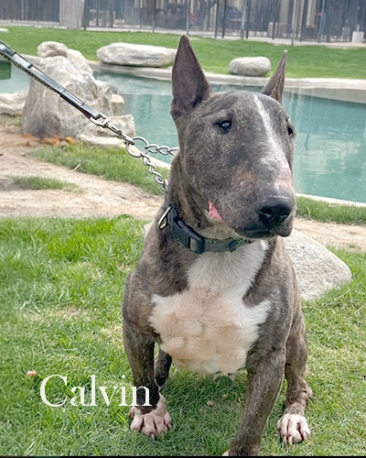 Calvin- Foster Needed